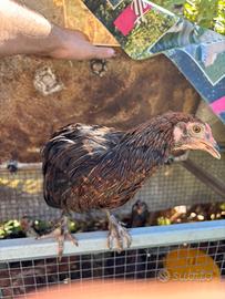 Galline araucana