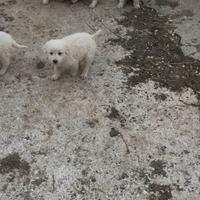 Cuccioli pastore maremmano