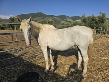 Cavalli ,puledri ,fattrici