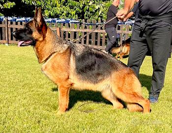 Cuccioli Pastore Tedesco