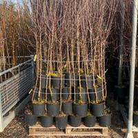 Piante di mela in vaso 20