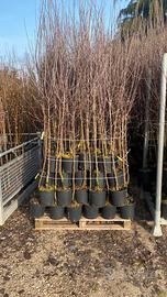 Piante di mela in vaso 20