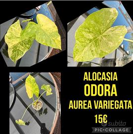ALOCASIA ODORA AUREA VARIEGATA 15€