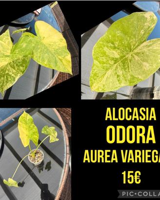 ALOCASIA ODORA AUREA VARIEGATA 15€