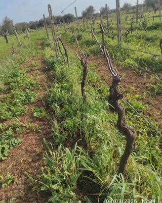 Vite vinifera