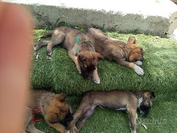 Cuccioli di razza pastore belga