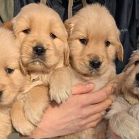 Cuccioli golden retriever linea angloamericana