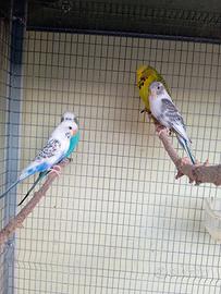 Cocorite Animali Esotici Pappagalli Uccelli Volati