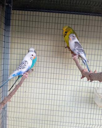 Cocorite Animali Esotici Pappagalli Uccelli Volati