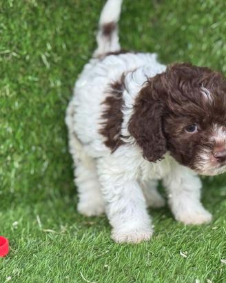 Lagotto romagnolo