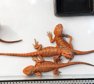 Baby Pogona Red Monster