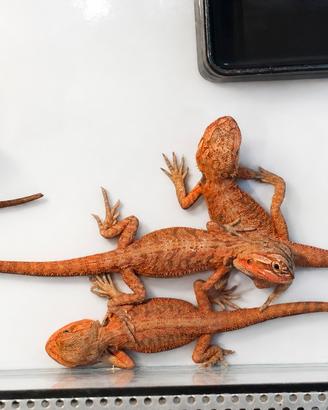 Baby Pogona Red Monster