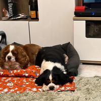 Cavalier King Femmina