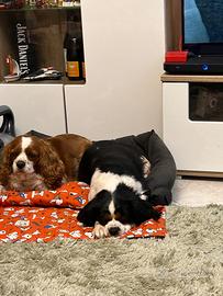 Cavalier King Femmina