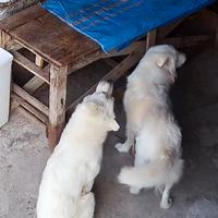 Cane pastore maremmano