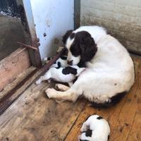 Cucciolata di springer spaniel