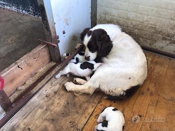 Cucciolata di springer spaniel