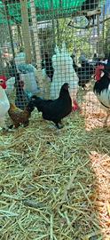 Galline di razza