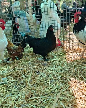 Galline di razza