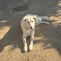 Cucciolo cane