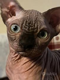 Sphynx