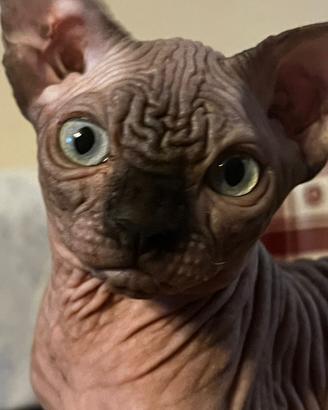 Sphynx