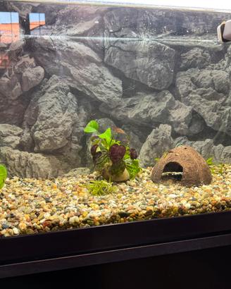 Acquario in vetro 90 litri