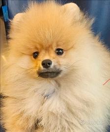 Spetz Pomerania con pedigree