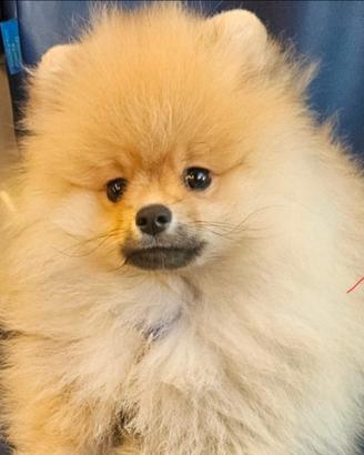 Spetz Pomerania con pedigree