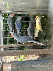 Parrochetti dal collare