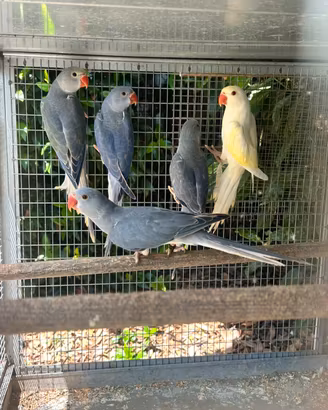 Parrochetti dal collare