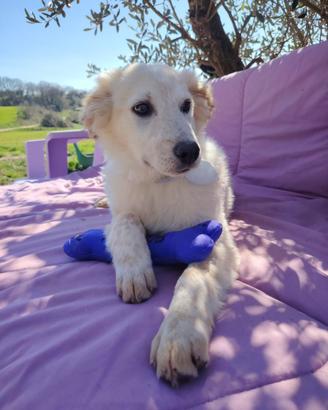 Cucciolo bianco