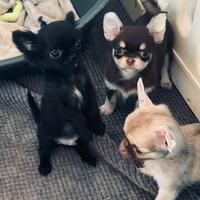 Chihuahua pl piccolissimi