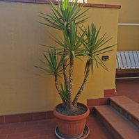 Piante da giardino