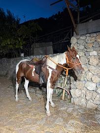 Cavalla puledri Paint Quarter