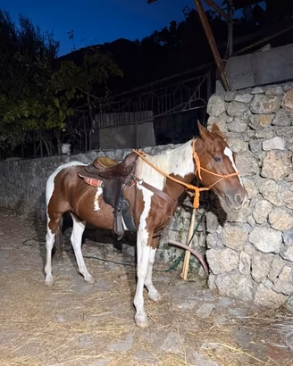 Cavalla puledri Paint Quarter