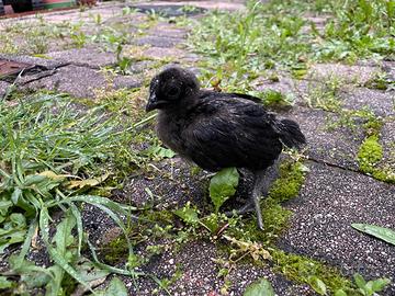 Ayam Cemani