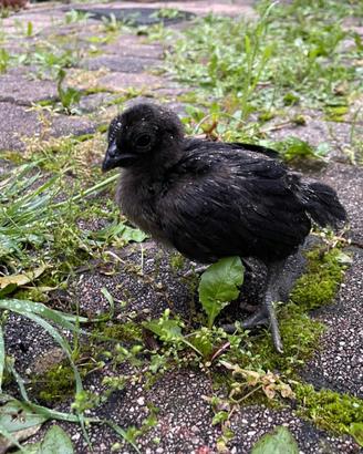 Ayam Cemani