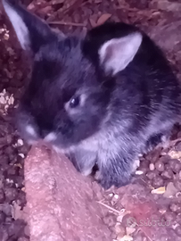 Coniglio nano