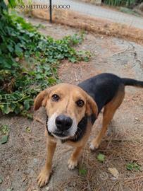 Simil beagle taglia medio piccola, 12 kg e 6 anni
