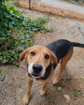 Simil beagle taglia medio piccola, 12 kg e 6 anni