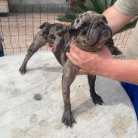Bulldog francese