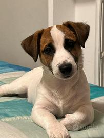 Jack russel maschio per monta