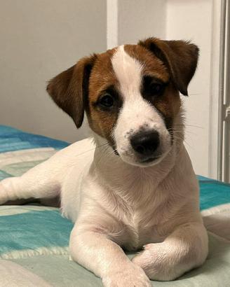 Jack russel maschio per monta