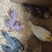 Pulli di calopsite diverse mutazioni