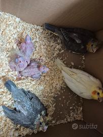 Pulli di calopsite diverse mutazioni