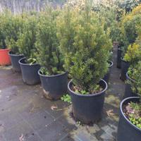 Piante di Tasso/Taxus in vaso 24