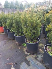 Piante di Tasso/Taxus in vaso 24