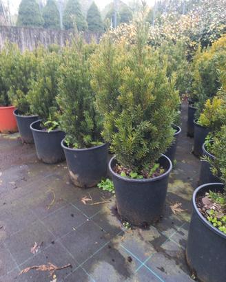 Piante di Tasso/Taxus in vaso 24