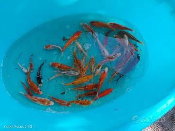 Carpe koi
